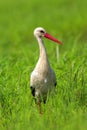 Poland, Biebrzanski National Park ÃÂ¢Ã¢âÂ¬Ã¢â¬Å closeup of a White Stork bird in a nest ÃÂ¢Ã¢âÂ¬Ã¢â¬Å latin: Ciconia ciconia Royalty Free Stock Photo